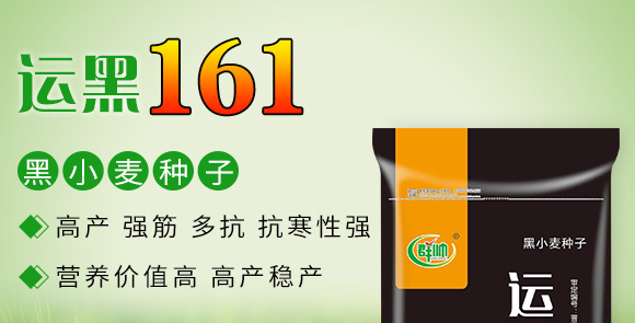 運黑161-黑小麥種子 運黑161-黑小麥種子