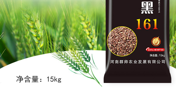 運黑161-黑小麥種子 運黑161-黑小麥種子