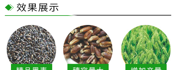 運黑161-黑小麥種子 運黑161-黑小麥種子