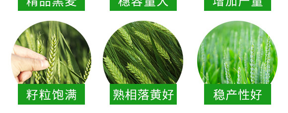 運黑161-黑小麥種子 運黑161-黑小麥種子