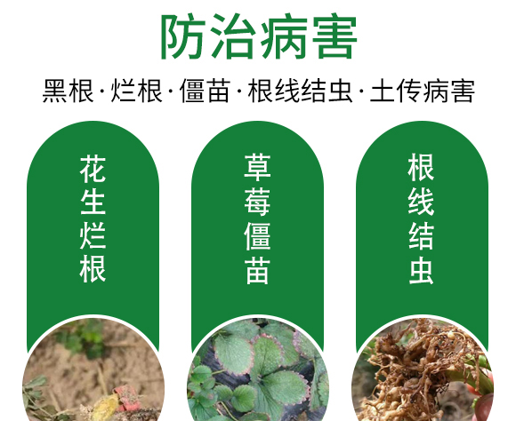 ;ㄅ蚬-田園季豐-大豐肥業(yè) 保花膨果肥-田園季豐-大豐肥業(yè)