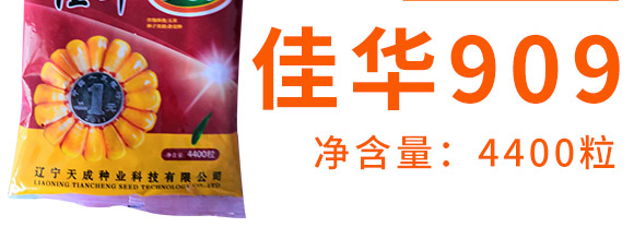 佳華909-玉米種子-天成種業(yè) 佳華909-玉米種子-天成種業(yè)