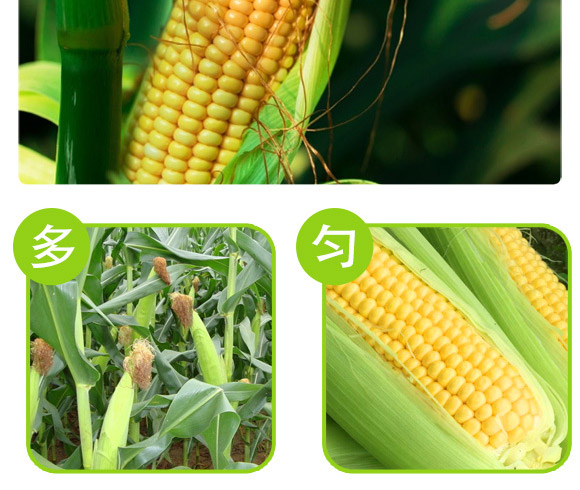 美單609-玉米(雜交)種子-中科正高 美單609-玉米(雜交)種子-中科正高