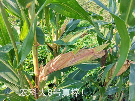 紅軸農(nóng)科大8號玉米種子-敦煌飛天-中亞農(nóng)業(yè) 紅軸農(nóng)科大8號玉米種子-敦煌飛天-中亞農(nóng)業(yè)