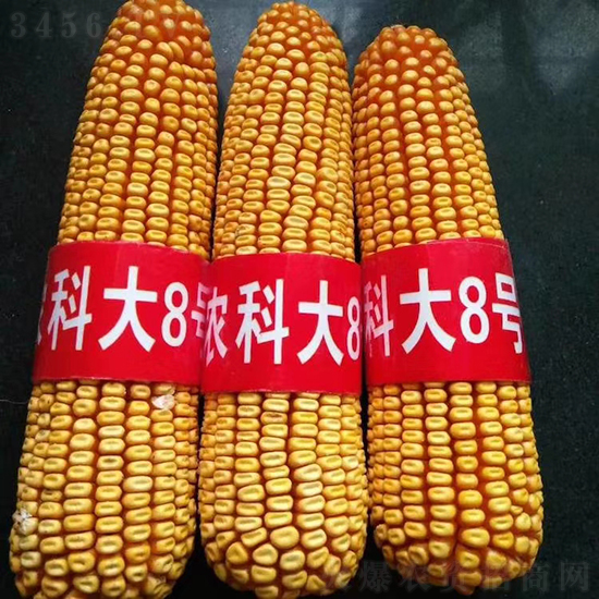紅軸農(nóng)科大8號玉米種子-敦煌飛天-中亞農(nóng)業(yè) 紅軸農(nóng)科大8號玉米種子-敦煌飛天-中亞農(nóng)業(yè)