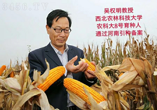 紅軸農(nóng)科大8號玉米種子-敦煌飛天-中亞農(nóng)業(yè) 紅軸農(nóng)科大8號玉米種子-敦煌飛天-中亞農(nóng)業(yè)