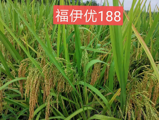 伊?881.jpg