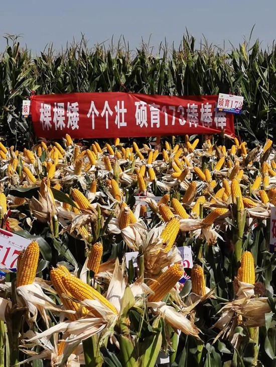 T1734500-׷N-̵NI(y)