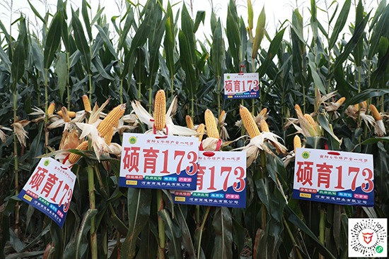 T1734500-׷N-̵NI(y)