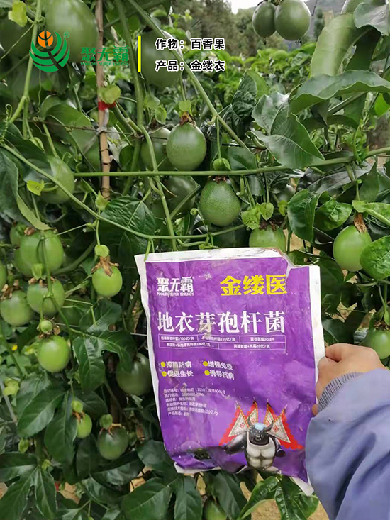 閲戠紩鍖誨湴琛h娊瀛㈡潌鑿?鑱氭棤闇?.jpg 閲戠紩鍖誨湴。鑺藉鏉嗚?鑱氭棤闇?.jpg