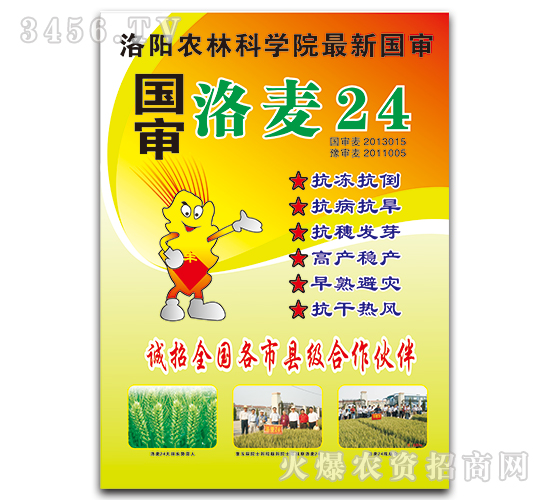 【洛麥24-豫神農(nóng)業(yè)】抗凍抗倒,早熟高產(chǎn)!