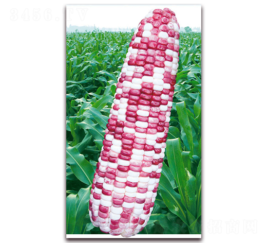 f(wn)Ŵ̖(ho)-Ŵ׷N-ANI(y)