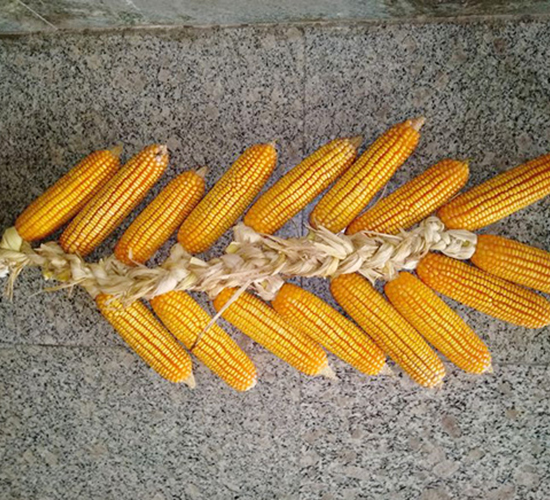 (li)376-׷N-(li)NI(y)