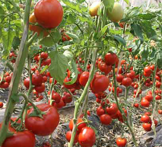 6-ӷѷN-r(nng)֮(rn)