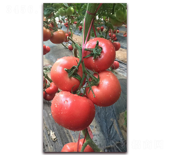 ͟ԽƷNT708-ѷN-r(nng)֮(rn)