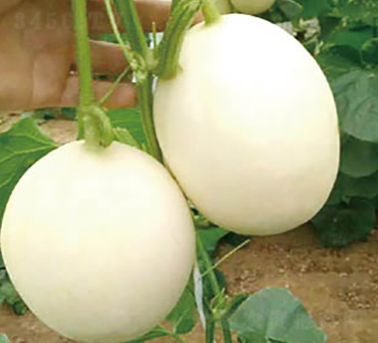 һ̖(ho)-ϷN-߶˷NI(y)