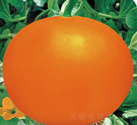 Ѫtһ̖(ho)-ϷN-߶˷NI(y)