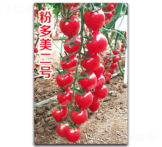 ۶̖(ho)-ҷѷN-ϰľG