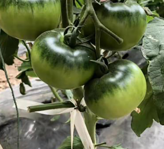 (l)2̖(ho)ݮ-tN-ʥr(nng)I(y)