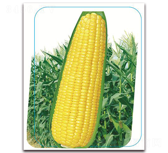 փ(yu)SŴ3000-Ŵ׷N-(yu)rI(y)