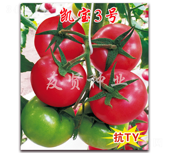 P3̖(ho)-ɫѷN-tNI(y)