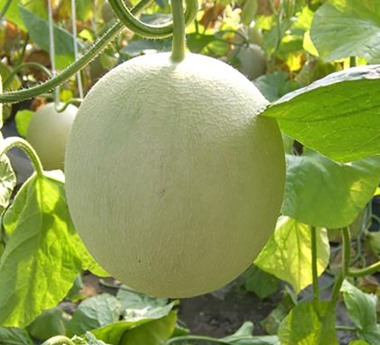 GW(wng)y-ϷN-\(chng)N