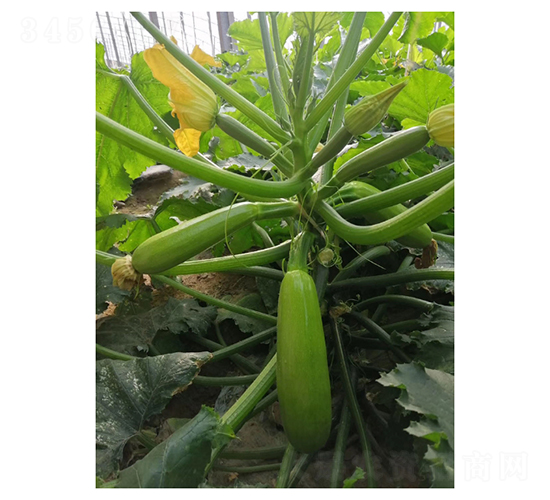 (yng)-JN-Vr(nng)I(y)