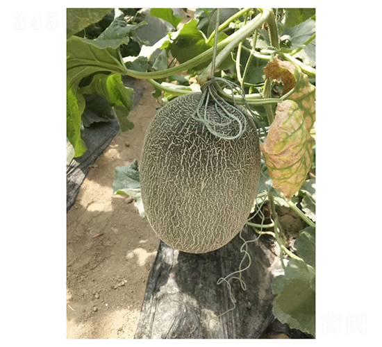 M1M6-ϷN-Vr(nng)I(y)