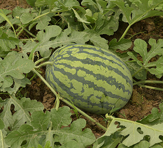 騰龍-西瓜種子-豐樂種業(yè)