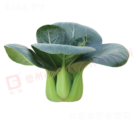 ¸1135-๣˷N-¸