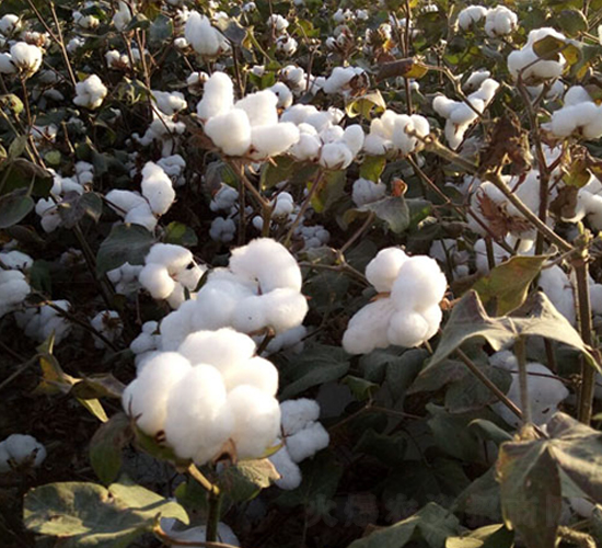 º24̖(ho)-޻N-ʥ̷NI(y)