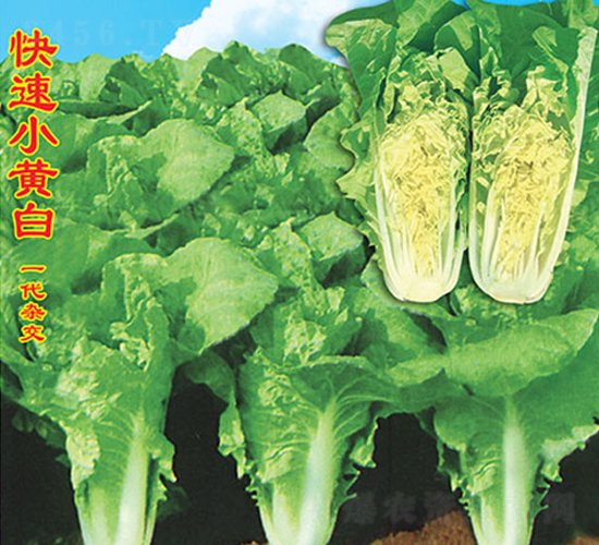 СS-ײ˷N-f(wn)r(nng)߿