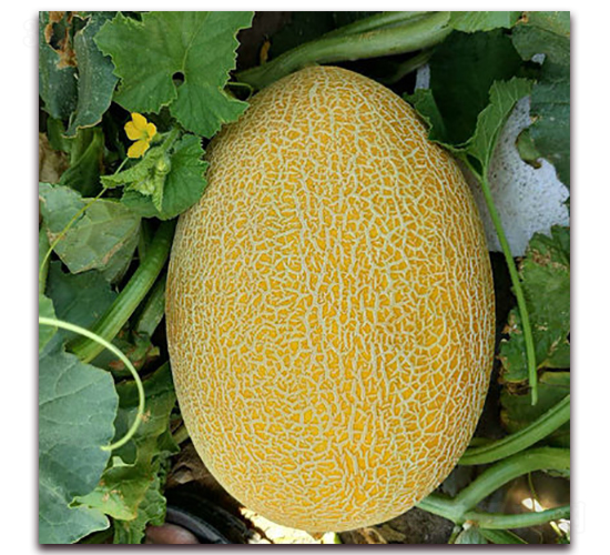 ʮ̖(ho)-ϷN-F(xin)NI(y)