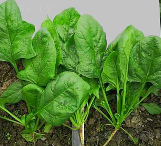 707-菠菜種子-騁輝種業(yè)