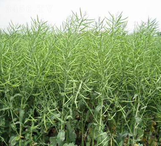 s2̖-Ͳ˷N-r(nng)l(f)