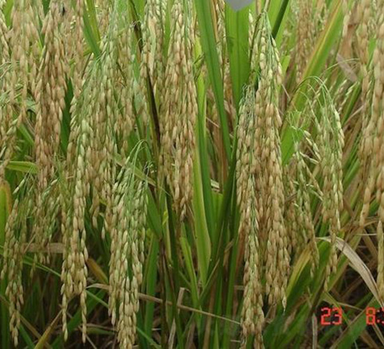 綿5優(yōu)142-水稻種子-中種集團(tuán)