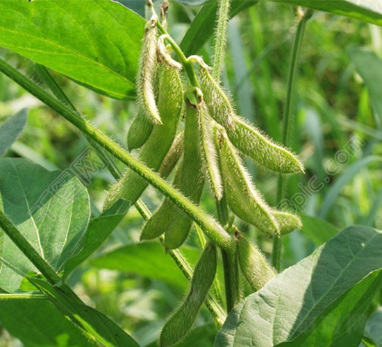 ඹ̖(ho)-󶹷N-طNI(y)