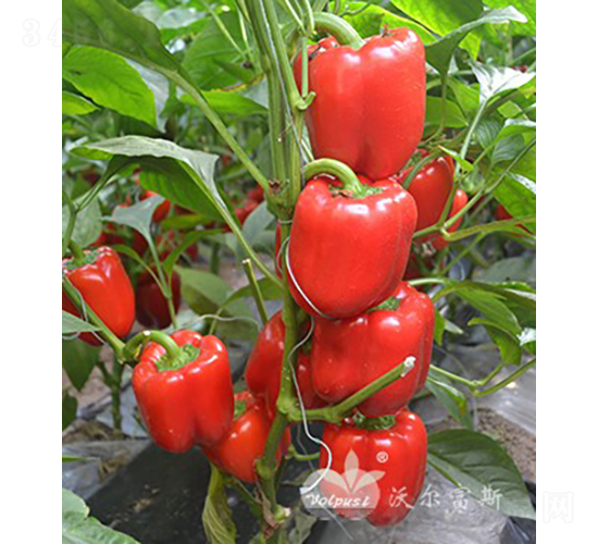 t_F1紺ӼԽ߮atɫ𽷣-𽷷N-֠˹