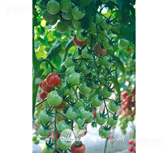 ؐ301F1TY͈ؐؐAСѣ-ѷN-֠˹