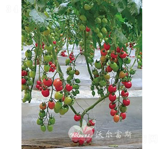 ǧٶ505F1TYǧ(li)ͷ۹Сѣ-ѷN-֠˹