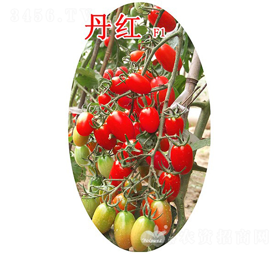 tF1TY͟tСѣ-ѷN-֠˹