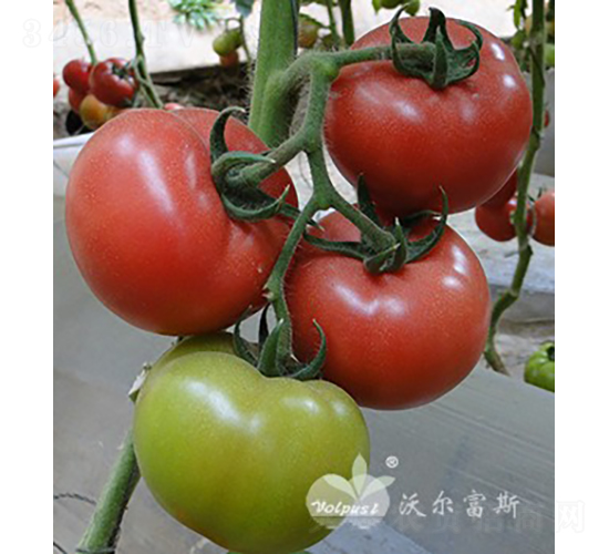 W˼ȶ̖F1a(chn)A\-ѷN-֠˹