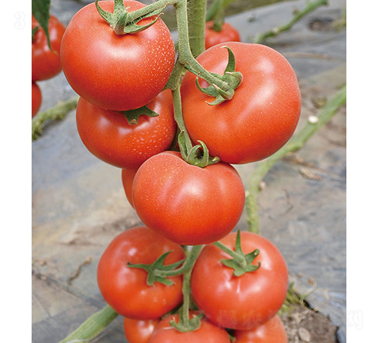 r(nng)W219-ѷN-r(nng)r(nng)I(y)