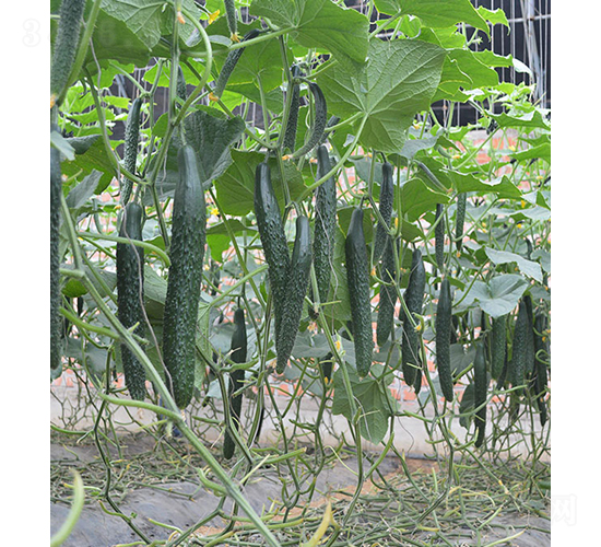 S24-921-SϷN-r(nng)r(nng)I(y)