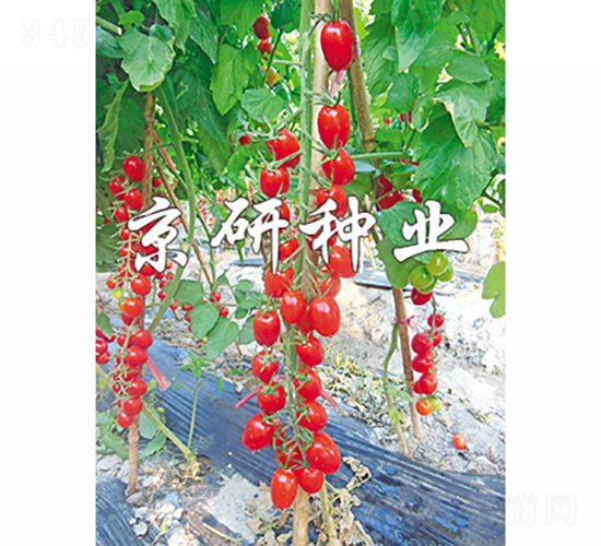 t1̖(ho)-ѷN-зNI(y)