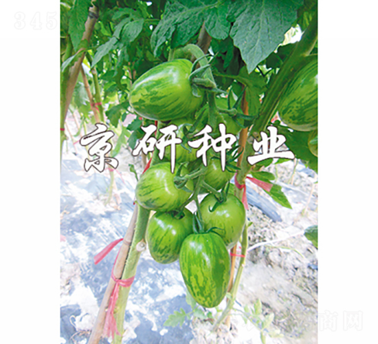 в1̖(ho)-ѷN-зNI(y)