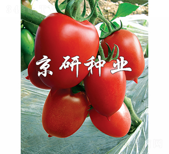 t1̖(ho)-ѷN-зNI(y)