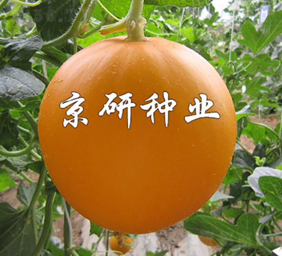 ɯ2̖(ho)-ϷN-зNI(y)