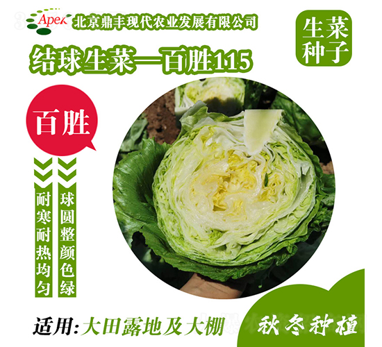 百勝115-生菜種子-鼎豐農(nóng)業(yè)