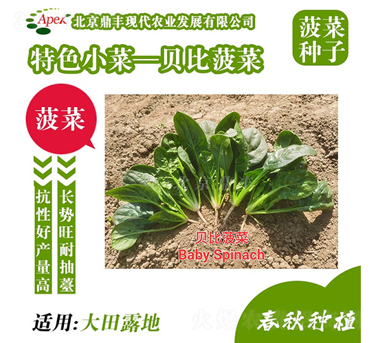 貝比菠菜-菠菜種子-鼎豐農(nóng)業(yè)